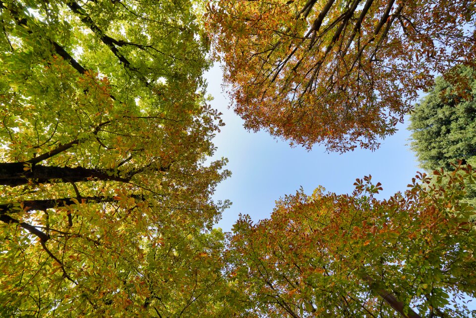Wood season bright