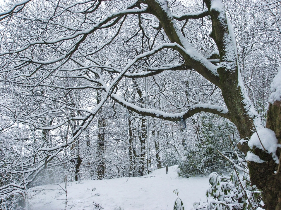 Snowy landscape branches