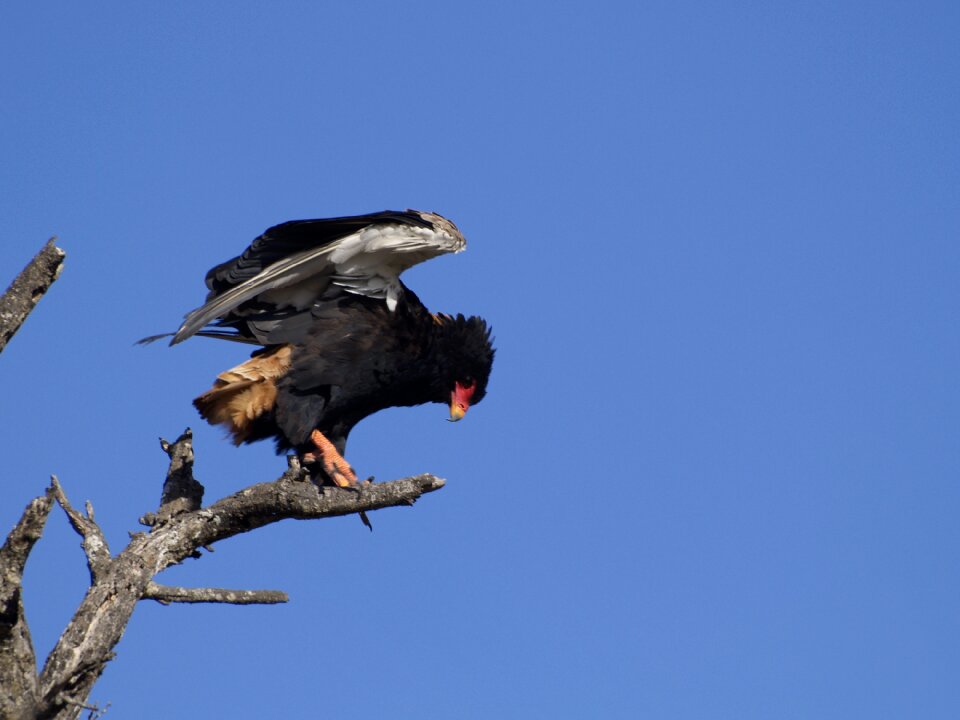 Bird nature