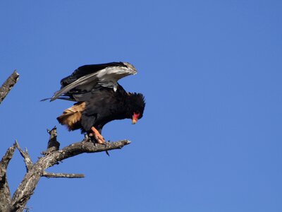 Bird nature
