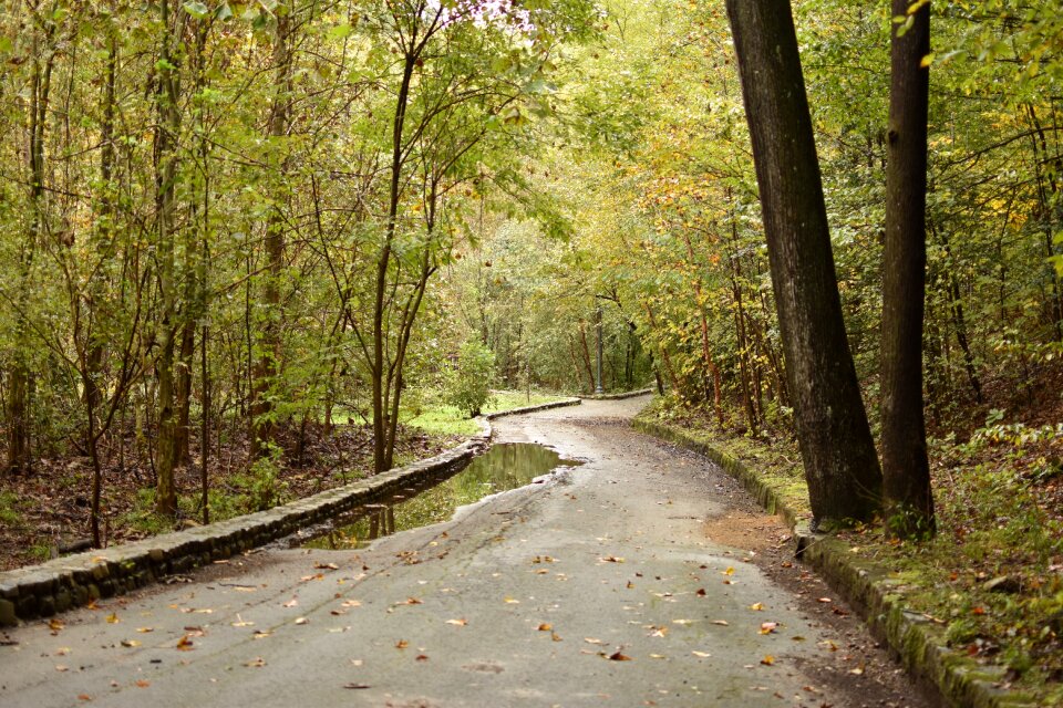 Landscape woods trees