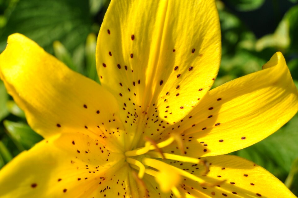 Flower lily