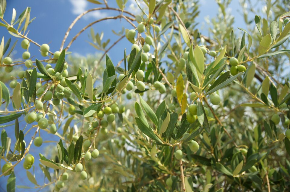 Green fruit foliage