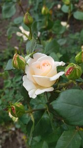 Flower love romantic