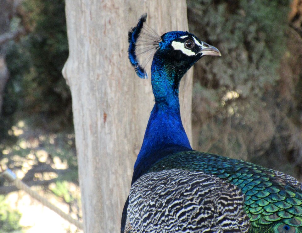 Head close up animal