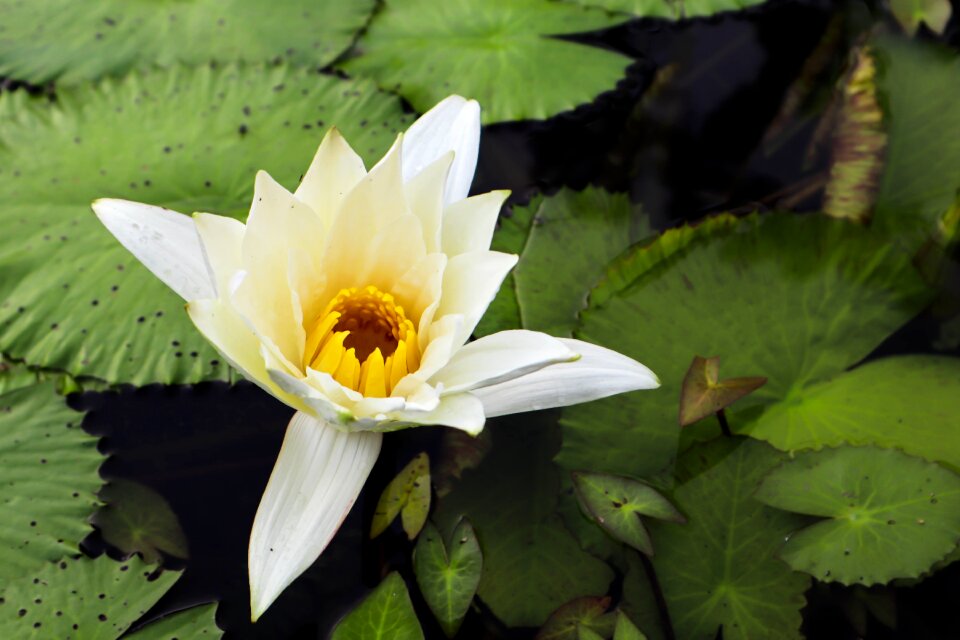 White bloom blossom