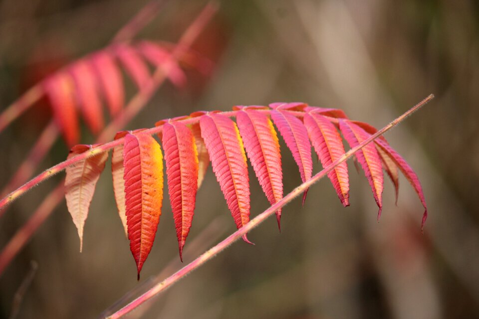 Red nature fall color