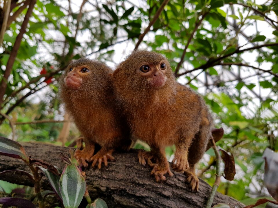 Jungle monkey zoo