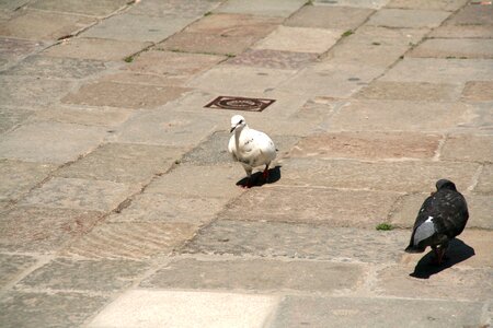 Bird animals italy photo