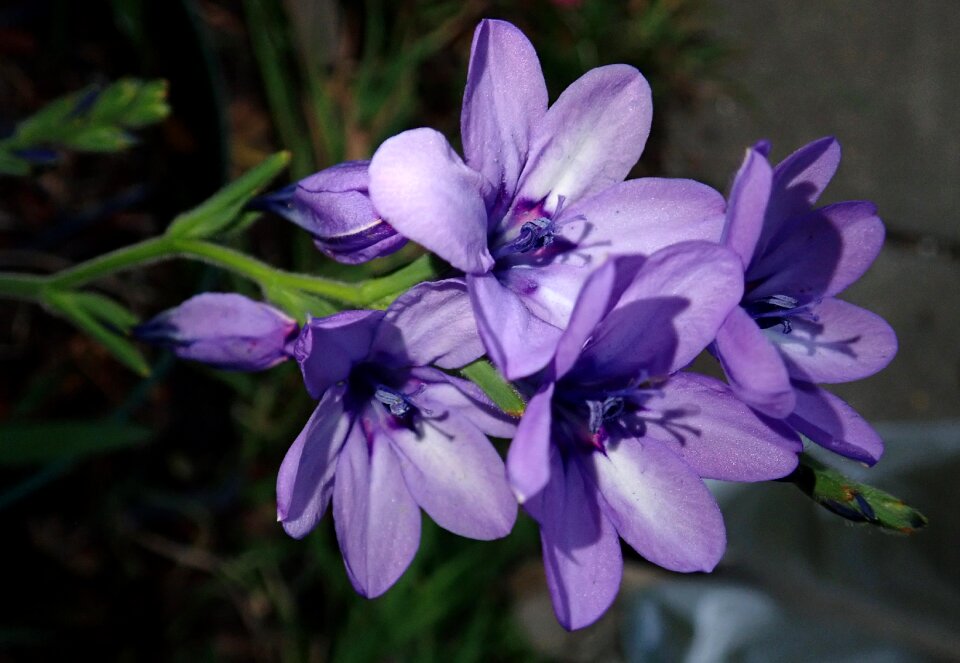 Bulb garden nature