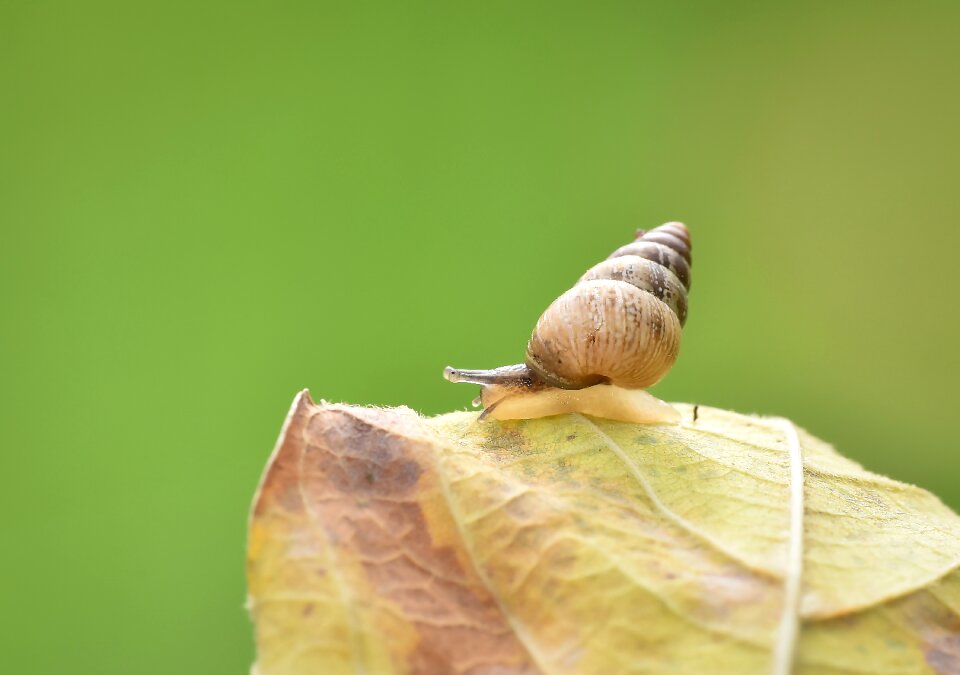 Nature snail leaf