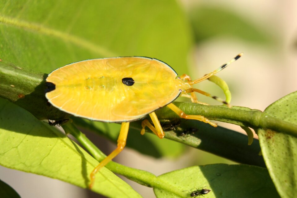 Nymph insect animal
