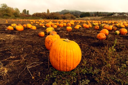 Mountain patch pumpkin
