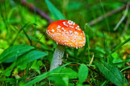 Toxic red nature