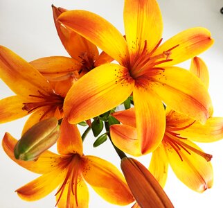Blossom bloom plant