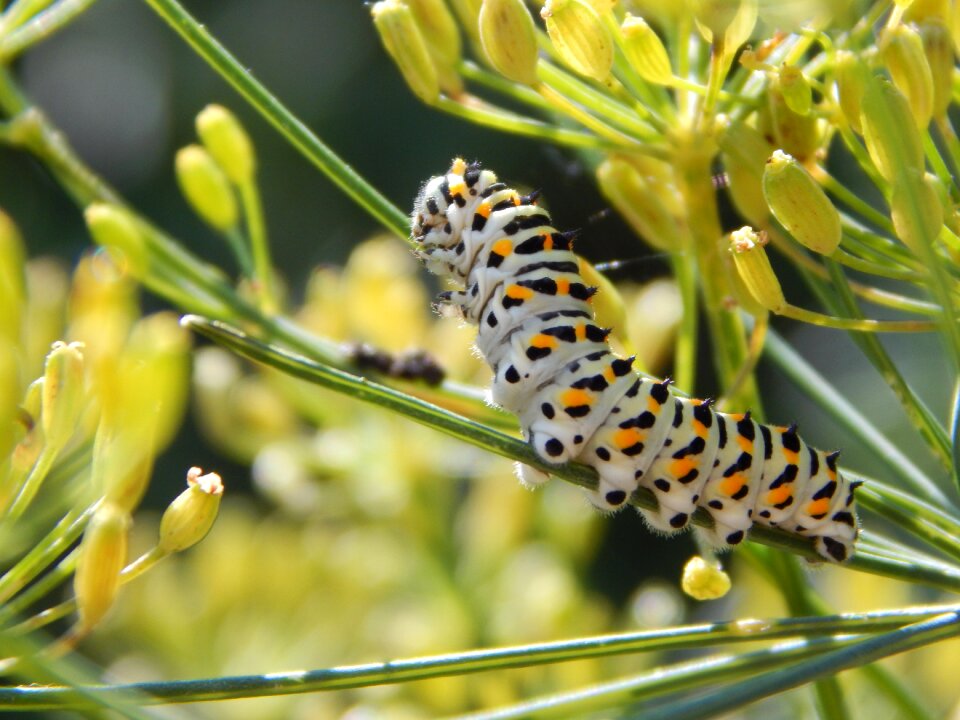 Insect nature butterfly