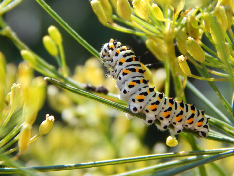 Insect nature butterfly photo