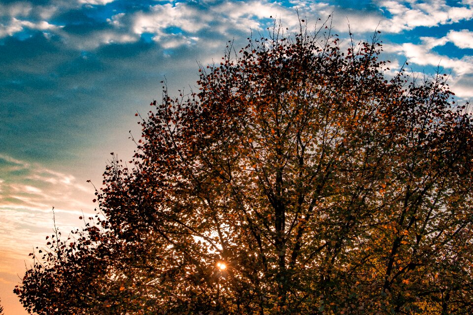 Fall leaves fall foliage fall color