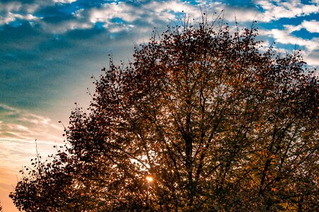 Fall leaves fall foliage fall color photo