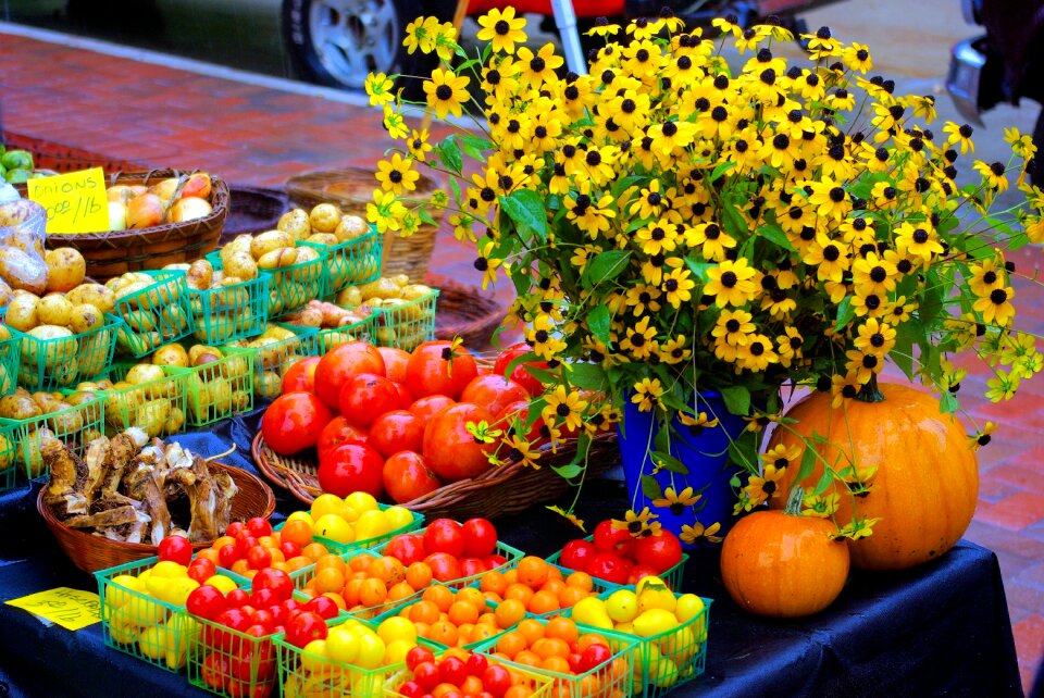 Sunflowers blackeyed susans