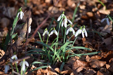 Snowdrop blooming snow