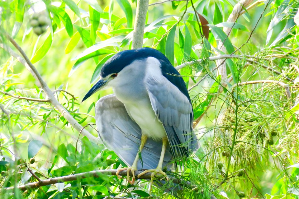 Park tropical wildlife