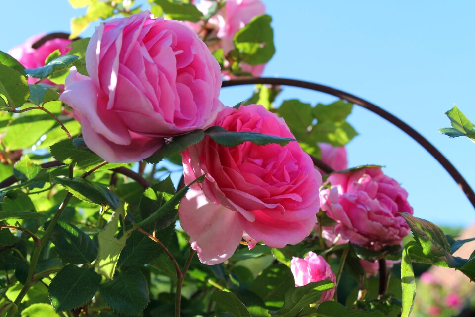Romantic blossom bloom