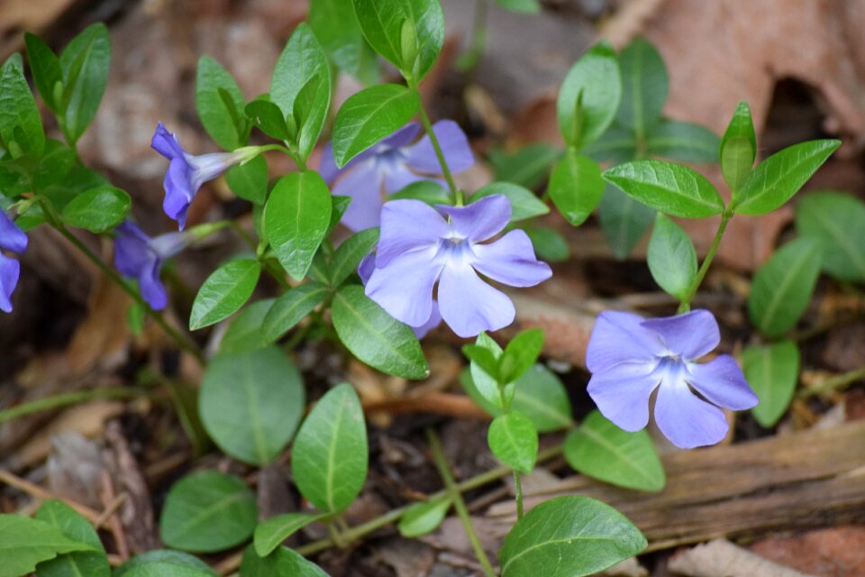 Flora bloom nature