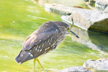 Park tropical wildlife