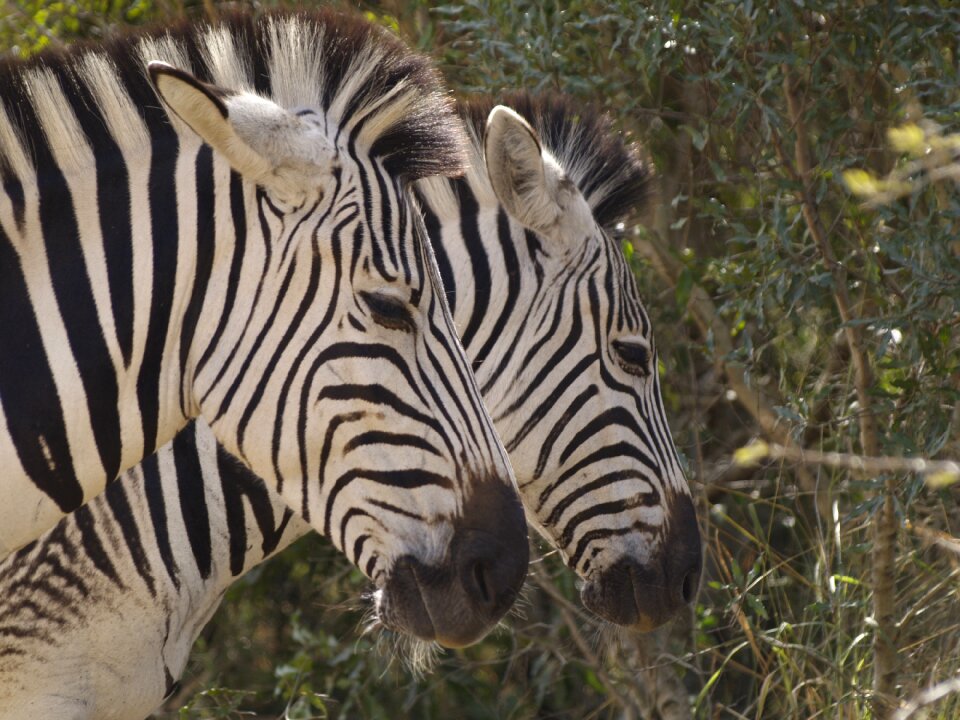 Wildlife nature