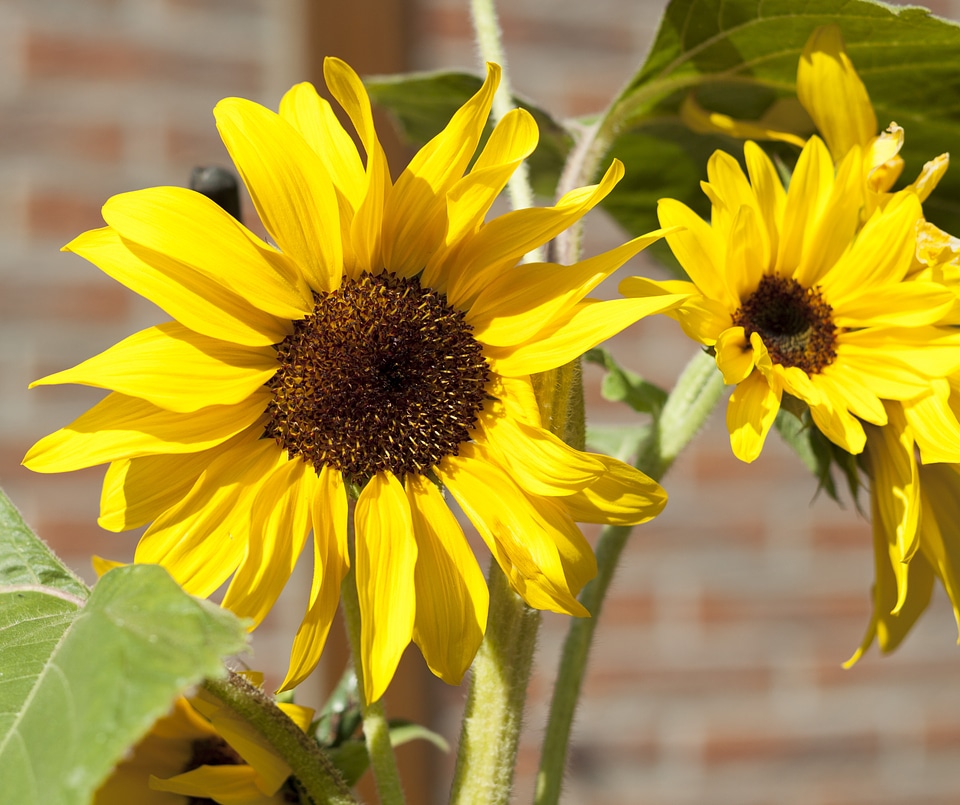 Plant sunflower flowers