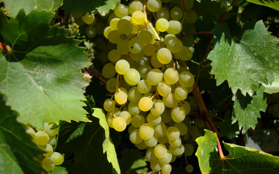 Dacha grapes gifts