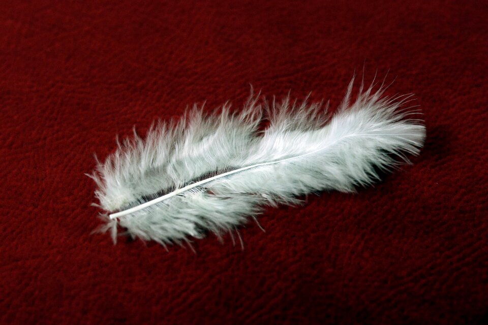 Feather white red