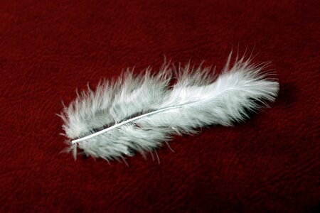 Feather white red