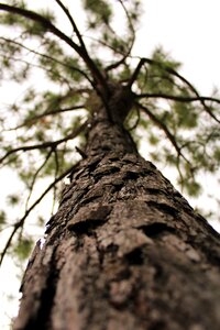 Forest nature trunk