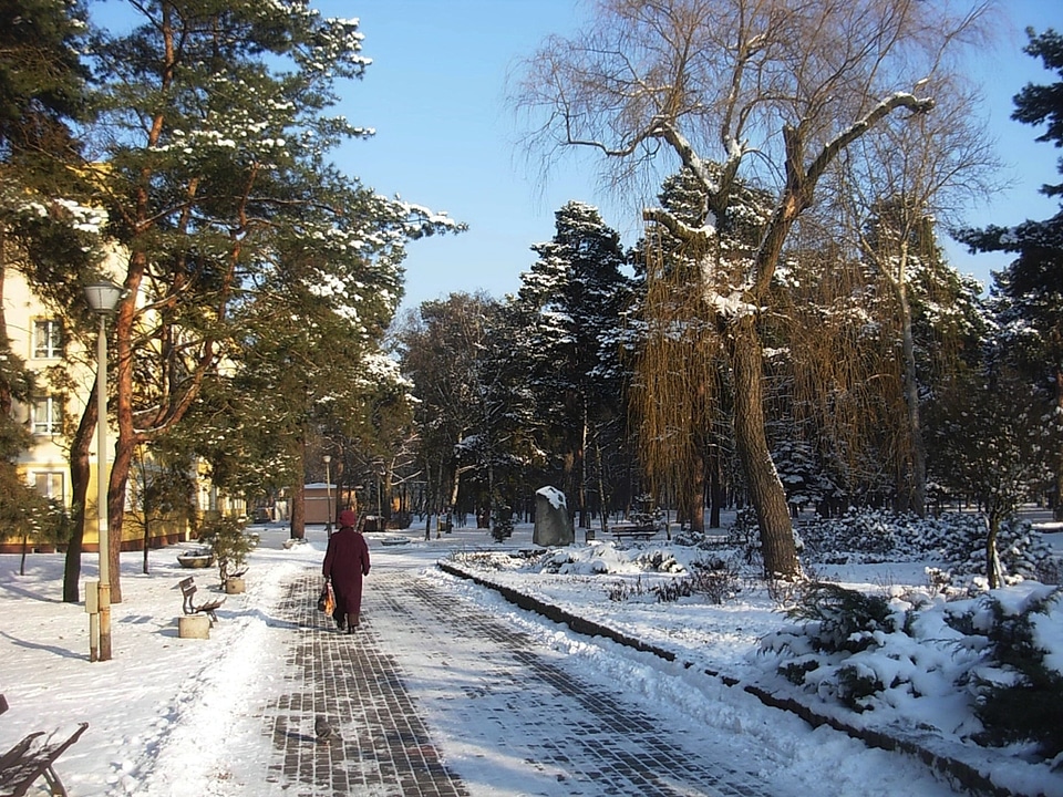 Ice landscape trees