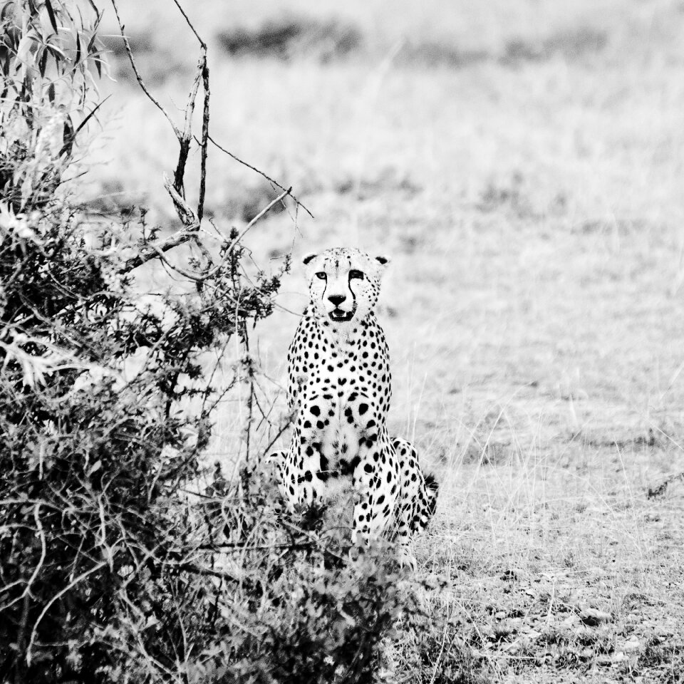 Maasai kenya cheetah