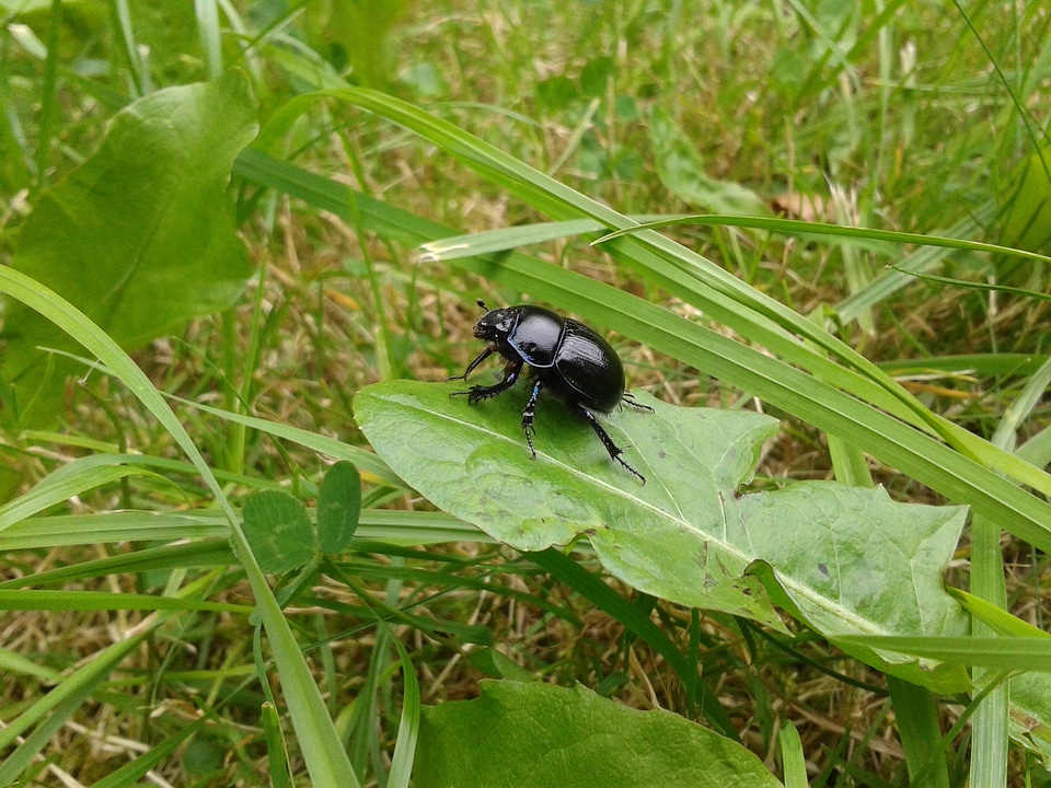 Nature animal fauna