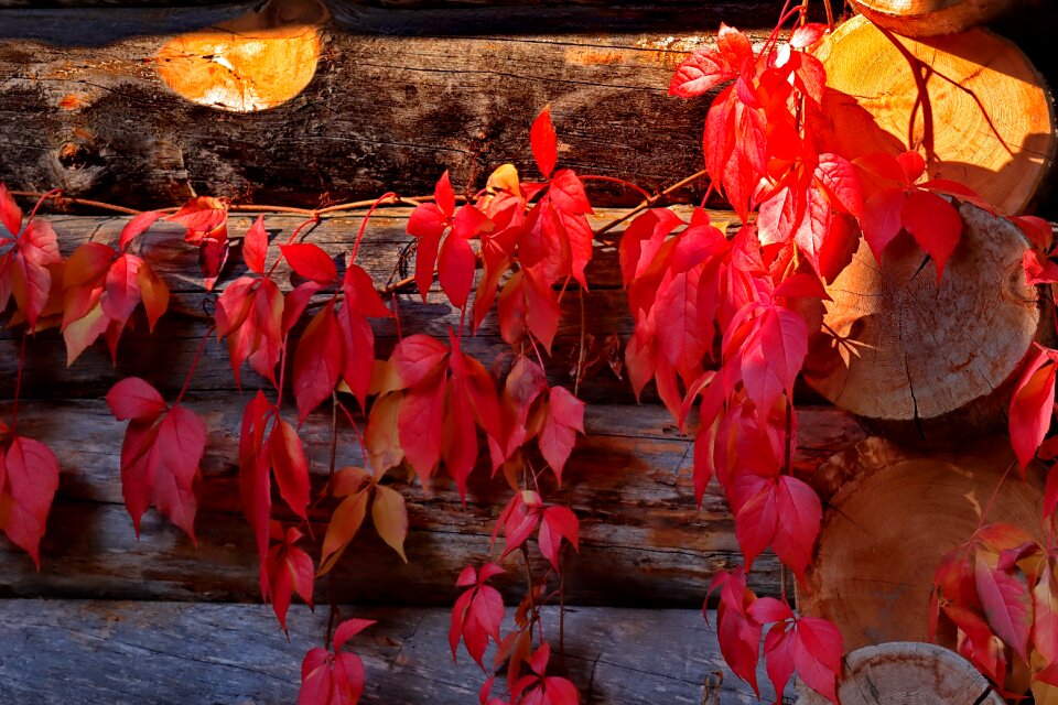 Fall color leaf fall foliage