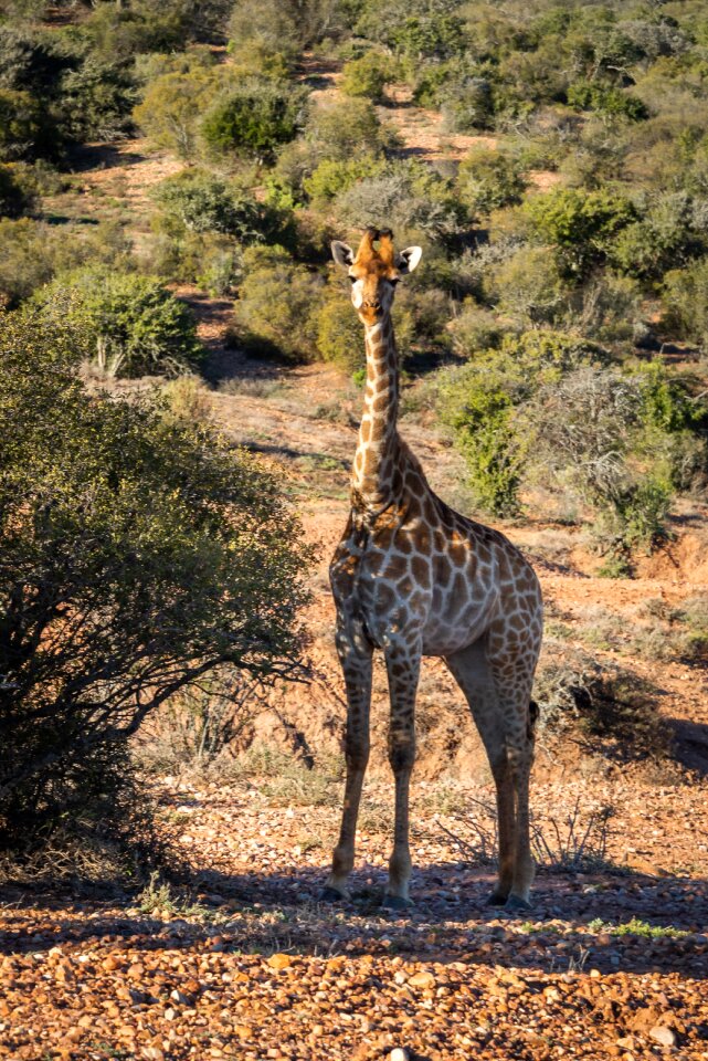 Young animal wild animal savannah