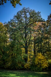Tree landscape autumn