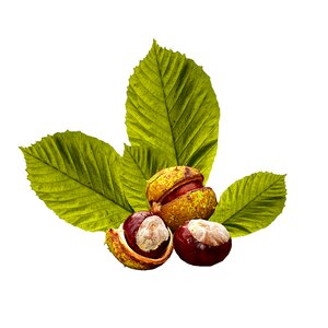 Natural spring chestnut-leaved