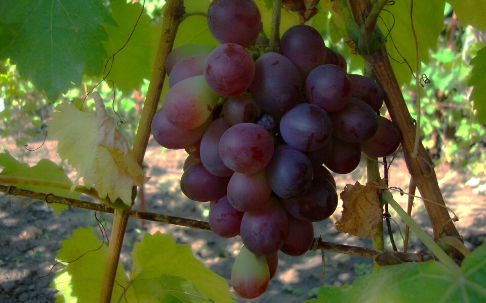 Dacha grapes gifts