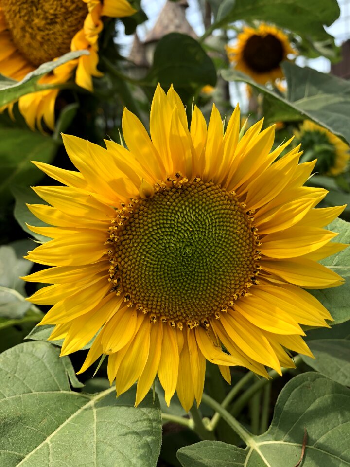 Sunflower yellow