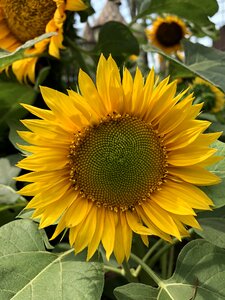 Sunflower yellow