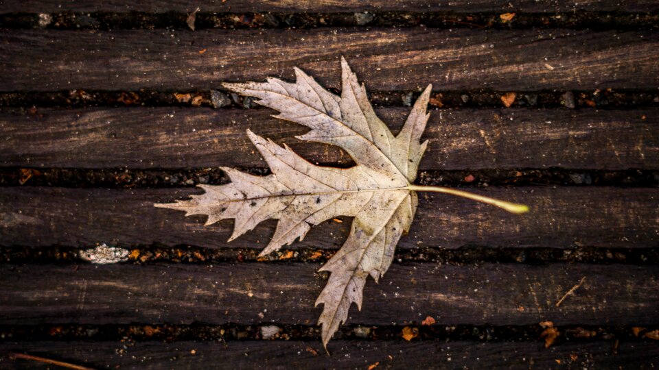 Leaves fall foliage fall color