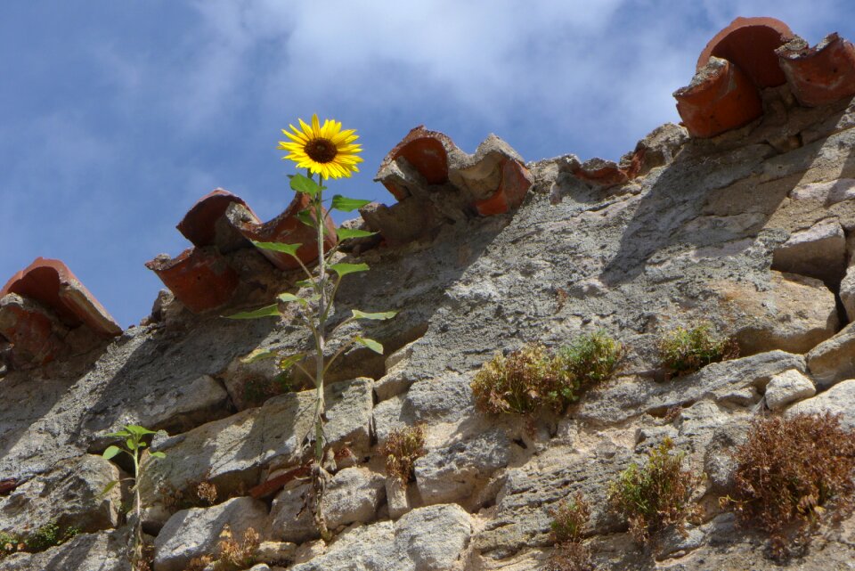 Growth nature city wall