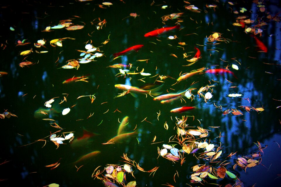 Animal brightness lake