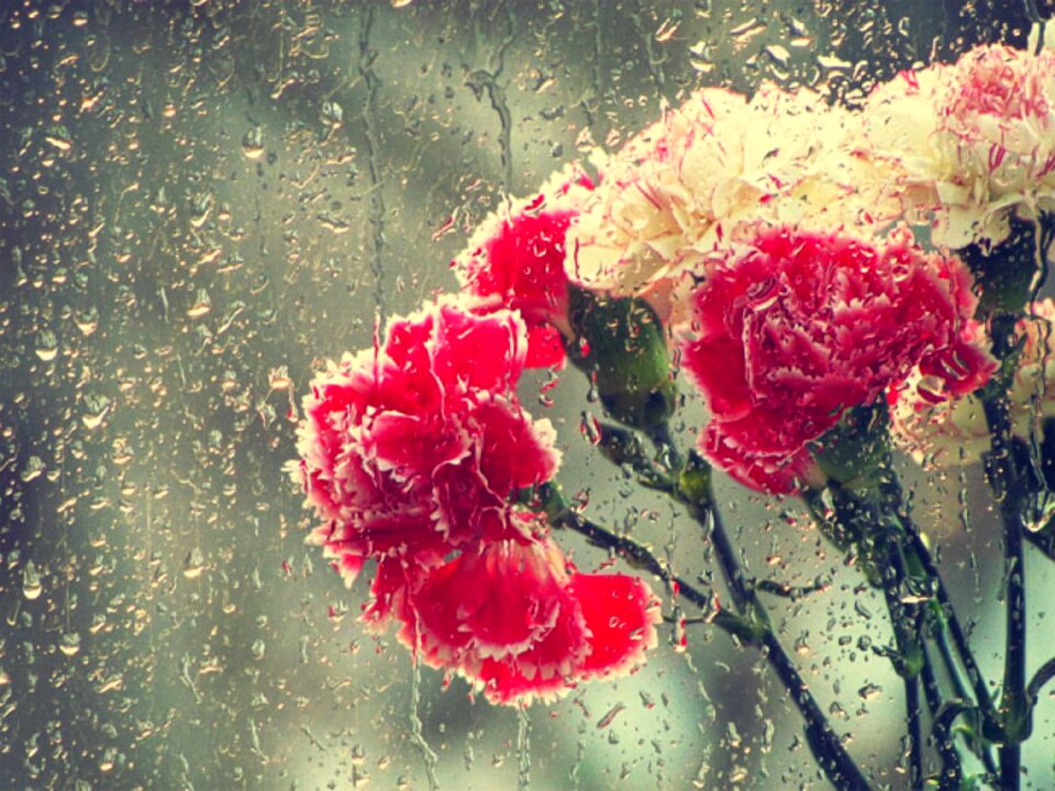 Drops nature