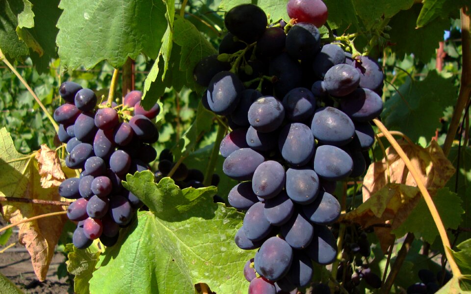 Dacha grapes gifts